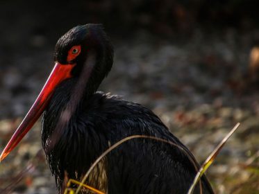 La cigüeña negra en el Día de las Aves Imagen de la noticia La cigüeña negra en el Día de las Aves