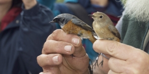 Imagen de la noticia Anilladas 12 especies de aves