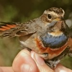 Imagen de la noticia Taller de anillamiento científico de aves