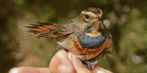 Imagen de la noticia Taller de anillamiento científico de aves