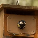 Imagen de la noticia Construcción de cajas nido para aves