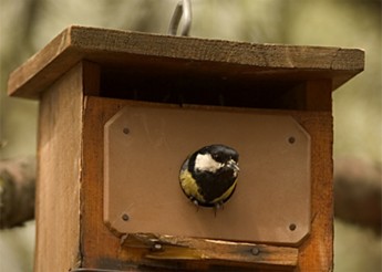 Imagen de la noticia Construcción de cajas nido para aves