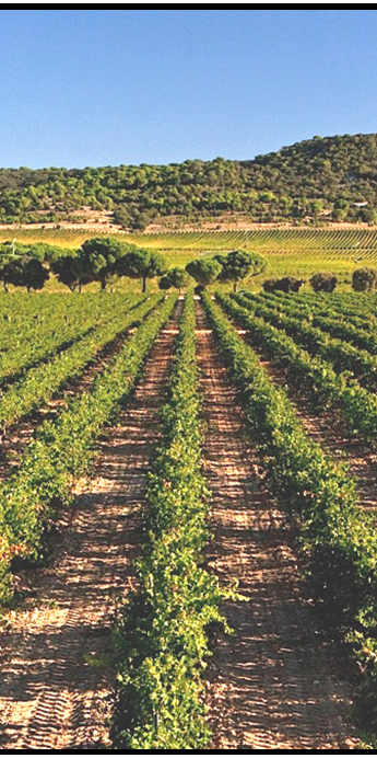 Imagen de la noticia Salida Cultural: Visita a las Bodegas Figueroa y ruta guiada por Chinchón