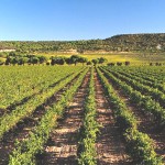 Imagen de la noticia Visita a las bodegas Figueroa