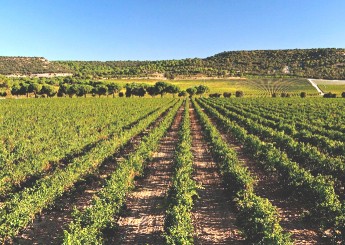 Imagen de la noticia Visita a las bodegas Figueroa