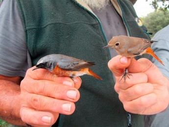 Imagen de la noticia Identificar y proteger las aves