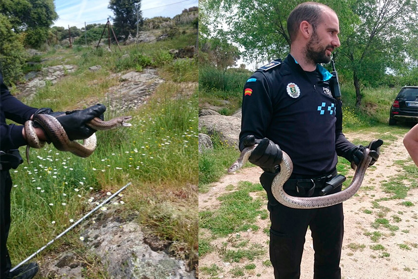 Imagen de la noticia Encontrada una serpiente de escalera