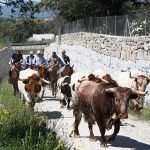 Imagen de la noticia La trashumancia recorrió Alpedrete