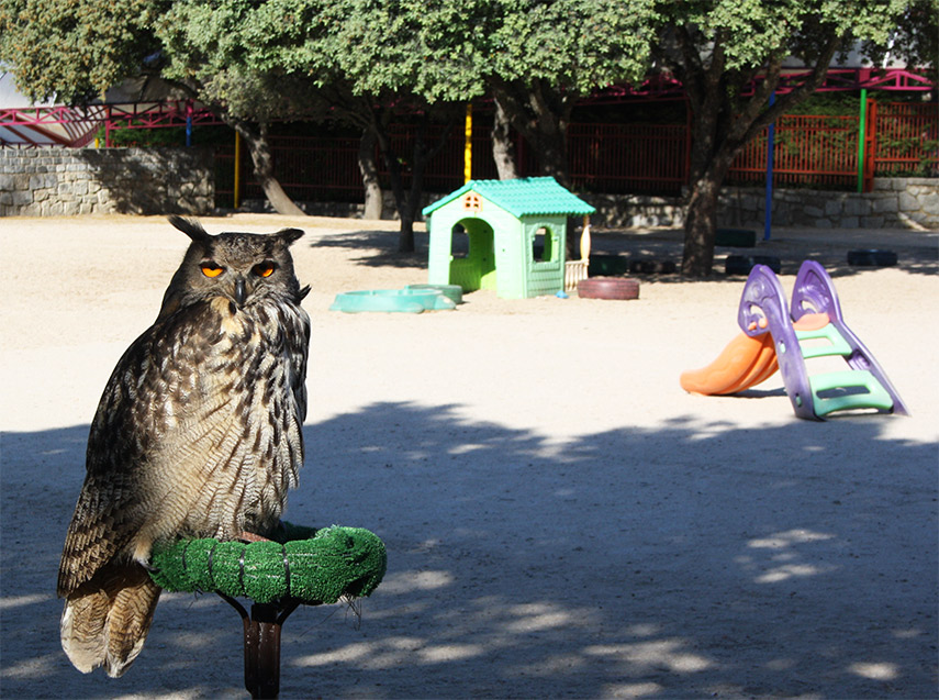 Imagen de la noticia Rapaces en el cole