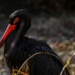 Imagen de la noticia La cigüeña negra en el Día de las Aves