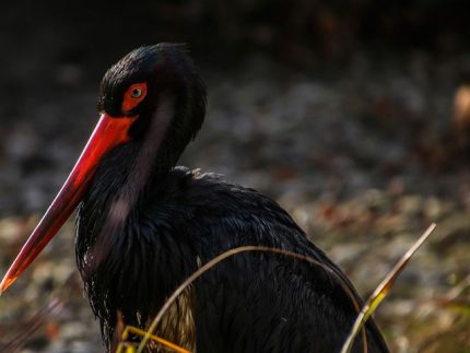 Imagen de la noticia La cigüeña negra en el Día de las Aves