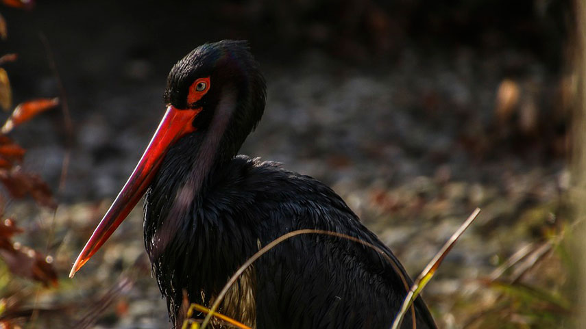 Imagen de la noticia La cigüeña negra en el Día de las Aves