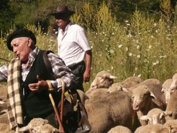 Imagen de la noticia 1.500 ovejas trashumantes pasarán el lunes por Alpedrete