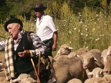 Imagen de la noticia 1.500 ovejas trashumantes pasarán el lunes por Alpedrete