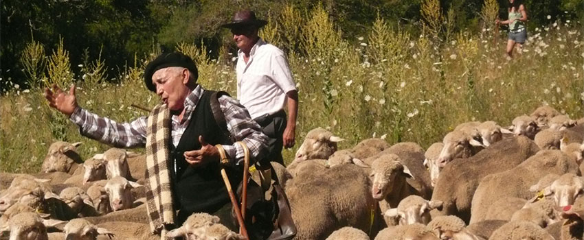 Imagen de la noticia 1.500 ovejas trashumantes pasarán el lunes por Alpedrete