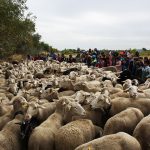 Imagen de la noticia La trashumancia garantiza la biodiversidad