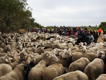 Imagen de la noticia La trashumancia garantiza la biodiversidad