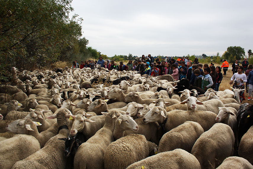 Imagen de la noticia La trashumancia garantiza la biodiversidad