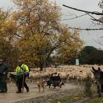 Imagen de la noticia 2000 ovejas han trashumado por Alpedrete