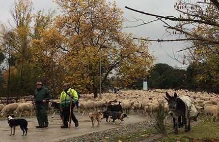 Imagen de la noticia 2000 ovejas han trashumado por Alpedrete