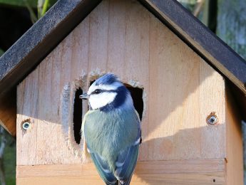 Imagen de la noticia Taller de aves