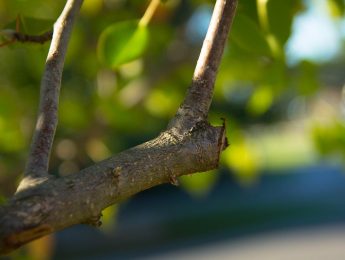 Imagen de la noticia ¿Podamos los árboles del jardín?