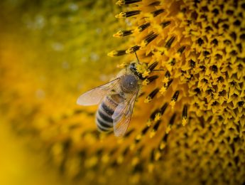 Imagen de la noticia Abejas y apicultura, una respuesta sostenible