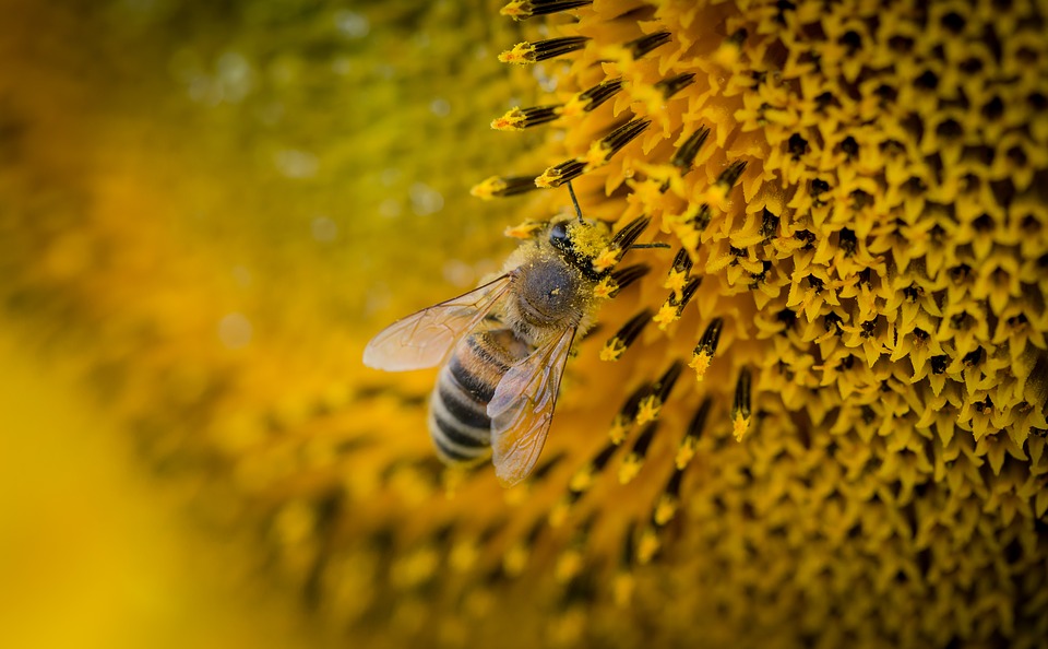 Imagen de la noticia Abejas y apicultura, una respuesta sostenible