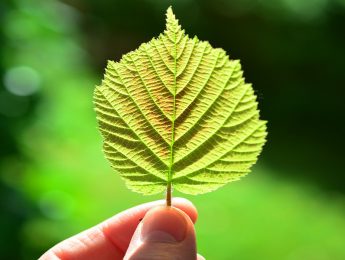 Imagen de la noticia Bibliotaller de la Naturaleza “El DNI de las plantas”