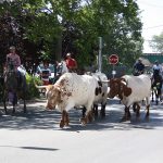 Imagen de la noticia Encierro de la trashumancia