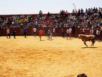 Imagen de la noticia Capea y finalización del concurso de peñas