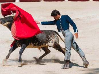 Imagen de la noticia Novillada sin picadores