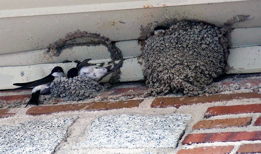 Imagen de la noticia Observación de las aves urbanas