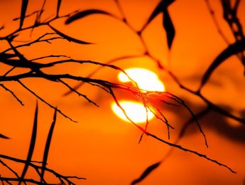 Imagen de la noticia Activado el nivel de alto riesgo por ola de calor