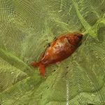 Imagen de la noticia Detectadas especies invasoras en una cantera