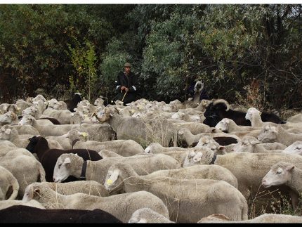 Imagen de la noticia La trashumancia llega el lunes a Alpedrete