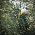 Imagen de la noticia Poda del arbolado bajo las líneas de alta tensión