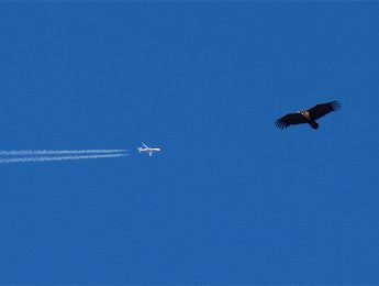 Imagen de la noticia Avistados buitres leonados y negros