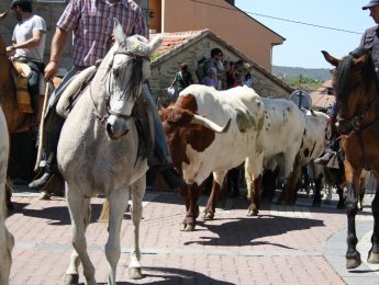 Imagen de la noticia Fiestas de santa Quiteria