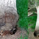 Imagen de la noticia Caída de un árbol en El Peralejo