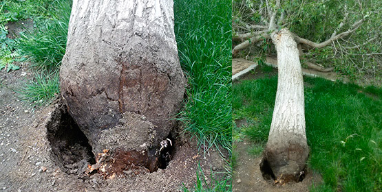 Imagen de la noticia Caída de un árbol en El Peralejo