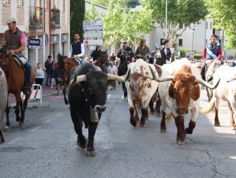 Imagen de la noticia Encierro de la trashumancia y suelta de vaquillas