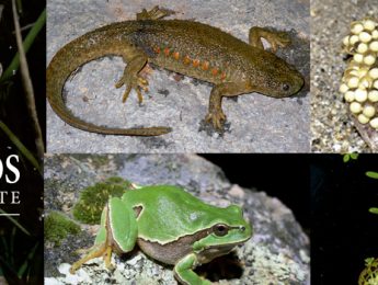 Imagen de la noticia Presentación de la Guía de Anfibios. Día Mundial de los Humedales