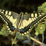 Imagen de la noticia Mariposas de Alpedrete