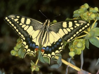 Imagen de la noticia Mariposas de Alpedrete