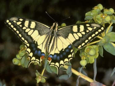 Mariposas de Alpedrete Imagen de la noticia Mariposas de Alpedrete