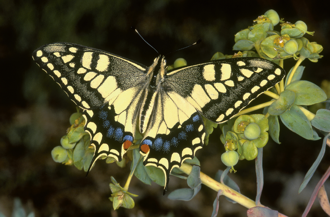 Imagen de la noticia Mariposas de Alpedrete