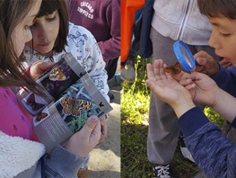 Imagen de la noticia Observatorio privilegiado de mariposas diurnas. En Alpedrete hay 67 especies de mariposa