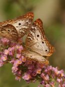 Guía de mariposas de Alpedrete Imagen de la noticia Guía de mariposas de Alpedrete