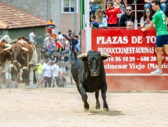 Imagen de la noticia Encierro de las reses del concurso de recortes y suelta de vaquillas